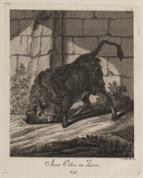 KG 01074
          <br/>
          Entwurf einiger Thiere. Zweyter Theil. (20 bladen)
          <br/>
          <em>Ridinger, Johann Elias (1698-1767)</em>